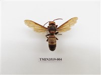 藏品(雙金環虎頭蜂)的圖片